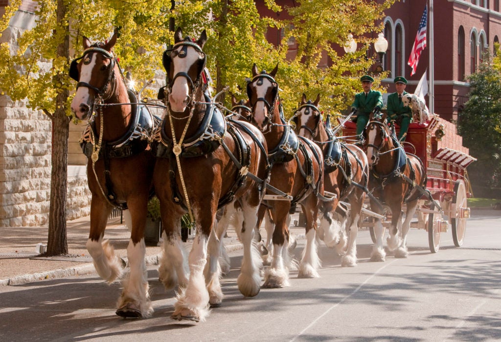 Anheuser-Busch’s Budweiser Clydesdales are an enduring symbol of Budweiser’s heritage, tradition and commitment to quality. The hitch team’s upcoming visit to St. Louis is one of hundreds it will make this year. The Budweiser Clydesdales date back to April 7, 1933, when they delivered a case of Budweiser to the White House in celebration of the repeal of prohibition of beer. (Courtesy image)