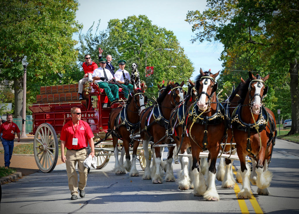 clydesdales1