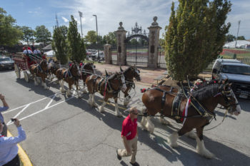 The historic Clydesdales ride past the historic Francis Field.